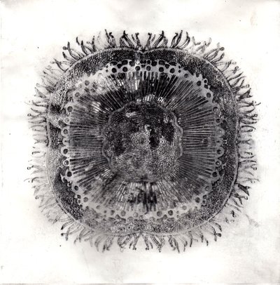 Cellule vegetali, 2019 da Charlotte Orr