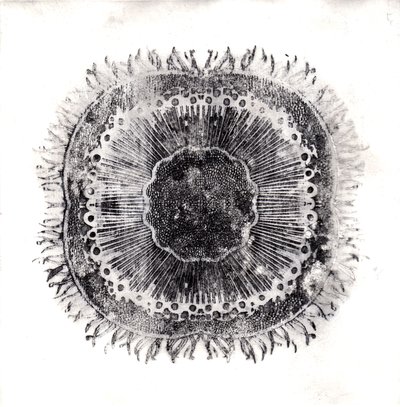 Cellule vegetali da Charlotte Orr