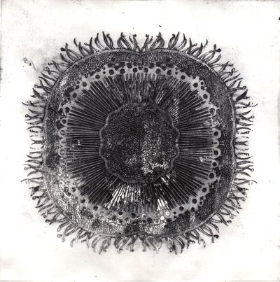 Cellule Vegetali, 2019 da Charlotte Orr