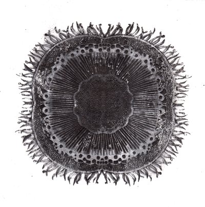 Cellule Vegetali, 2019 da Charlotte Orr