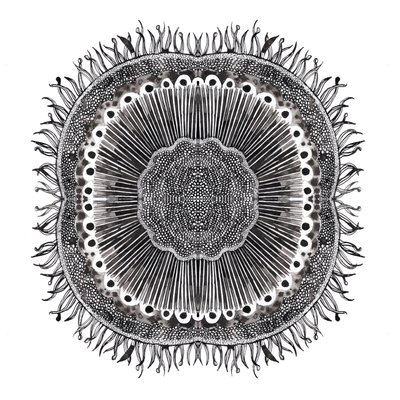 Cellule Vegetali, 2019 da Charlotte Orr