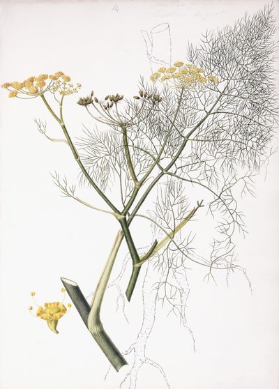 Studio botanico da Charlotte Strickland