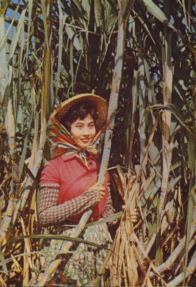 Taiwan: Zucchero di Canna da Chinese Photographer