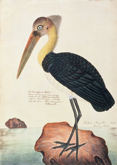 Ardea Argala, da Disegni di Uccelli di Malacca, c.1805-18 da Chinese School