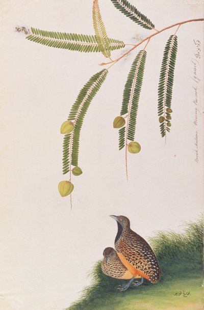 Quaglia Bottone Barrata, da Disegni di Uccelli di Malacca, c.1805-18 da Chinese School