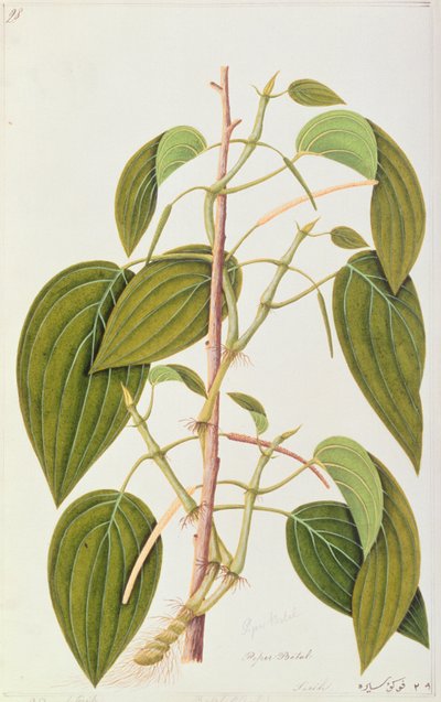 Foglia di Betel, da Cinquantacinque Disegni di Piante Medicinali di Malacca, Volume 1, c.1805-18 da Chinese School