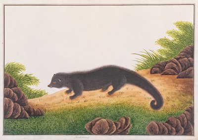 Binturong, da Disegni di Animali, Insetti e Rettili di Malacca, c.1805-18 da Chinese School