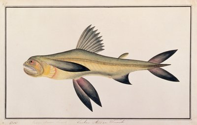 Bombay Duck, da Disegni di Pesci di Malacca, c.1805-18 da Chinese School