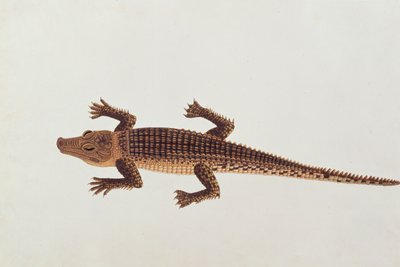 Boo-ay-ah Alligatore, da Disegni di animali, insetti e rettili di Malacca, c.1805-18 da Chinese School