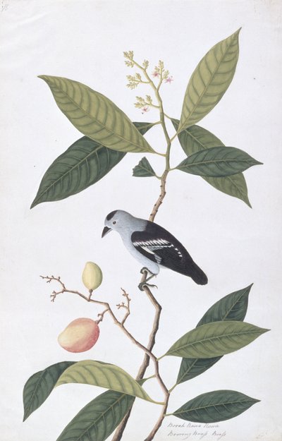 Booah Nawa Hawa, da Disegni di uccelli di Malacca, c.1805-18 da Chinese School