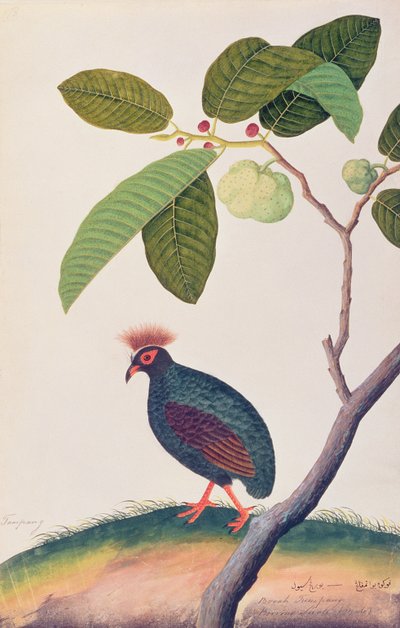 Booah Tumpang, da Disegni di uccelli di Malacca, c.1805-18 da Chinese School