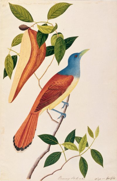 Boorong Seli-ah, da Disegni di uccelli di Malacca, c.1805-18 da Chinese School