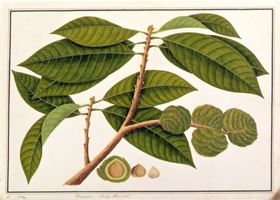 Brangam o Castagna Malese, da Disegni di Piante di Malacca, c.1805-18 da Chinese School