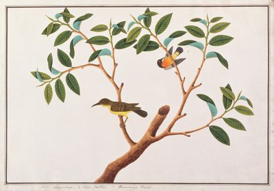 Sunbird dalla Gola Marrone e Sunbird dalla Guancia Rubino, da Disegni di Uccelli di Malacca, c.1805-18 da Chinese School