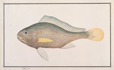 Pesce corvina, da Disegni di pesci di Malacca, c.1805-18 da Chinese School