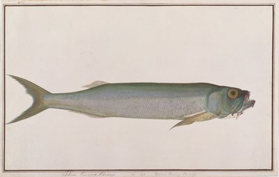 Pesce lupo dorab, da Disegni di pesci di Malacca, c.1805-18 da Chinese School