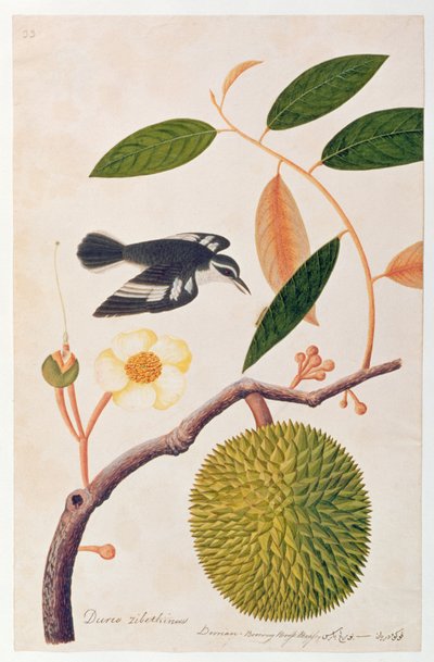 Durie zibethinus, Dorrian o Boorong Brass Brass, da Disegni di uccelli di Malacca, c.1805-18 da Chinese School