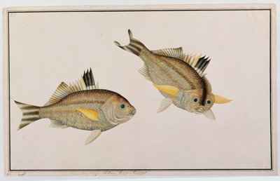 Eekan King-kerong, da Disegni di pesci di Malacca, c.1805-18 da Chinese School