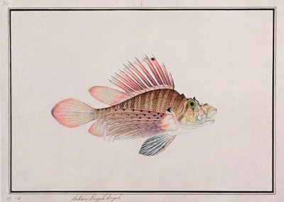 Eekan Linqah Singah, da Disegni di pesci di Malacca, c.1805-18 da Chinese School