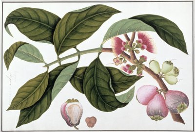 Eugenia o Jamboo Teloie poote, da Disegni di Piante di Malacca, c.1805-18 da Chinese School