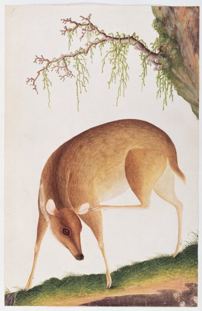 Cerbiatto, da Disegni di animali, insetti e rettili di Malacca, c.1805-18 da Chinese School