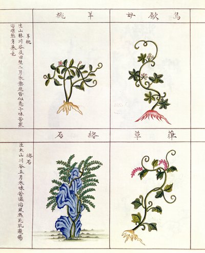 Quattro piante da un Pen Tsao, una raccolta di piante medicinali, XVIII-XIX secolo da Chinese School