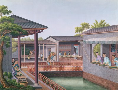 Classificazione del tè da Chinese School