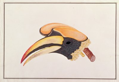 Grande Bucero, da Disegni di uccelli di Malacca, c.1805-18 da Chinese School
