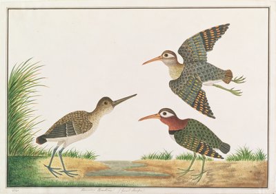 Beccaccino maggiore, da Disegni di Uccelli di Malacca, c.1805-18 da Chinese School