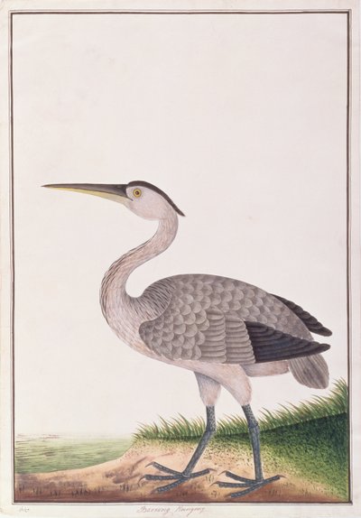 Airone grigio, da Disegni di uccelli di Malacca, c.1805-18 da Chinese School