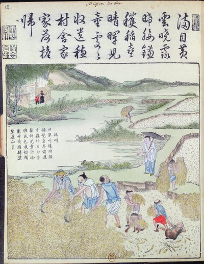 Raccolto, La coltura del riso in Cina da Chinese School