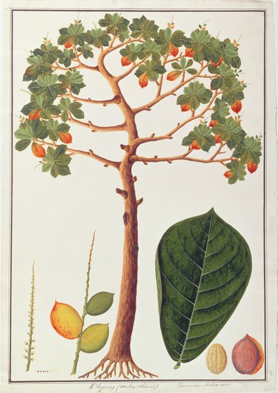 Klapang Terminalia Molucana o Mandorla Malese, da Disegni di Piante di Malacca, c.1805-18 da Chinese School