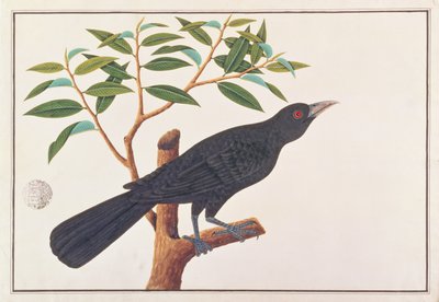 Koel, da Disegni di Uccelli di Malacca, c.1805-18 da Chinese School