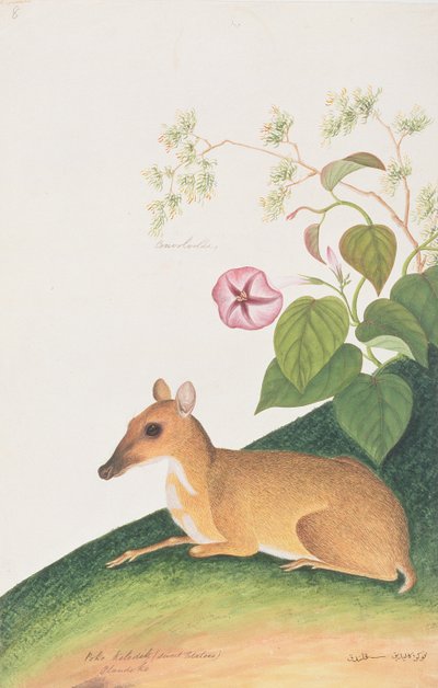 Cervo Topo Minore, da Disegni di Animali, Insetti e Rettili di Malacca, c.1805-18 da Chinese School