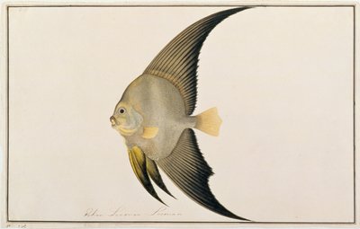 Pesce Pipistrello dalle Pinne Lunghe, da Disegni di Pesci di Malacca, c.1805-18 da Chinese School
