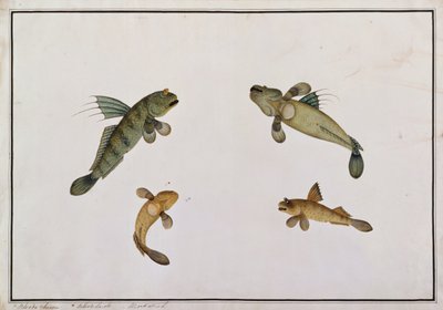 Pesce di fango, Bloodo chiena, Bloodo La-ore, da Disegni di pesci di Malacca, c.1805-18 da Chinese School