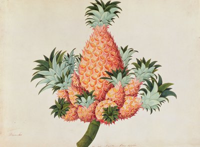 Nanas o Ananas, da Disegni di Piante di Malacca, c.1805-18 da Chinese School