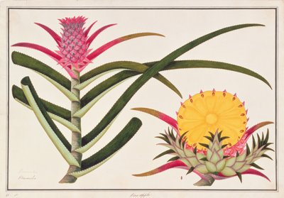 Ananas o Bromelia, da Disegni di Piante di Malacca, c.1805-18 da Chinese School