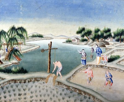 Campi di riso da Chinese School