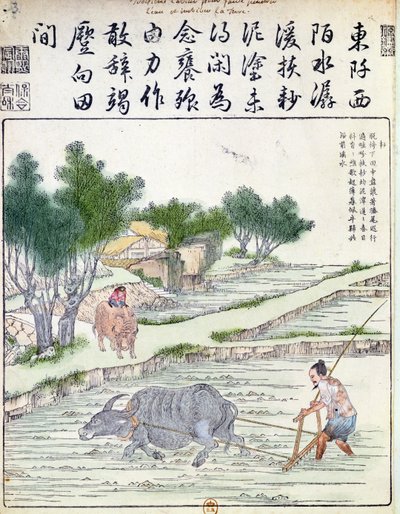 Coltivazione del riso in Cina da Chinese School