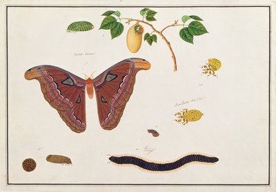 Sei artropodi, da Disegni di animali, insetti e rettili di Malacca, c.1805-18 da Chinese School