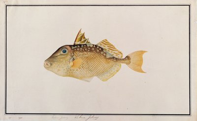Pesce Balestra Stellato, da Disegni di Pesci di Malacca, c.1805-18 da Chinese School