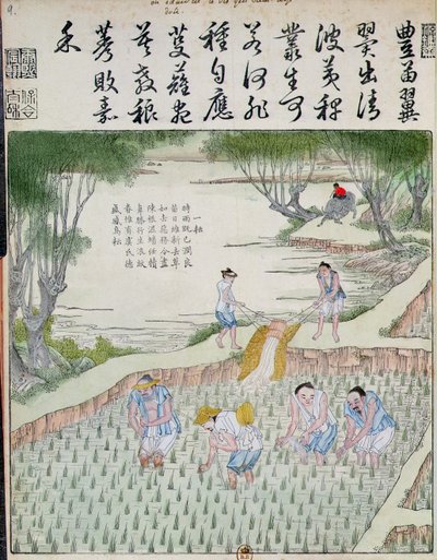 Diserbo, La coltura del riso in Cina da Chinese School