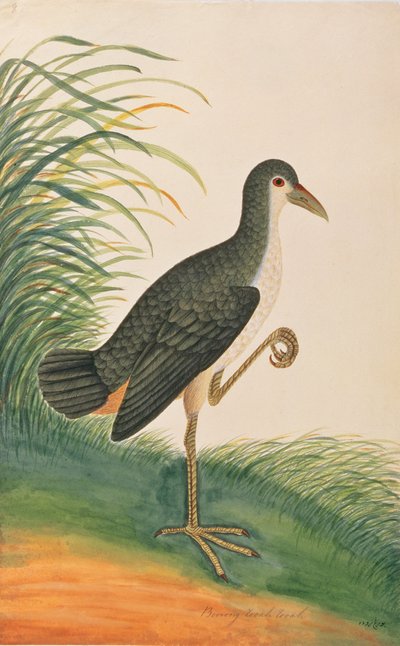 Gallinella d
