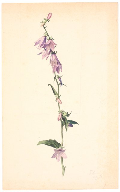 Campanula da Christen Dalsgaard