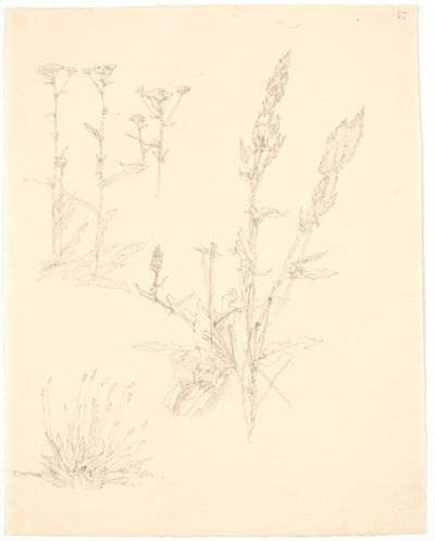 Studi di piante da Christen Købke