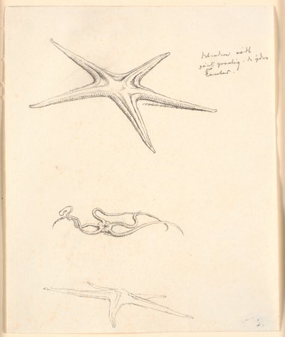Stelle marine da Christen Købke