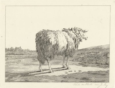 Pecora in un paesaggio da Christiaan Godfried Schutze van Houten