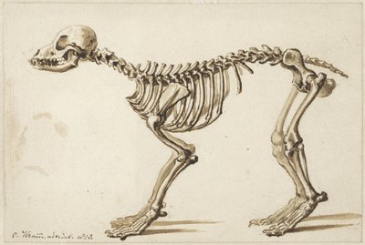 Scheletro di un cane di lato da Christiaan Kramm