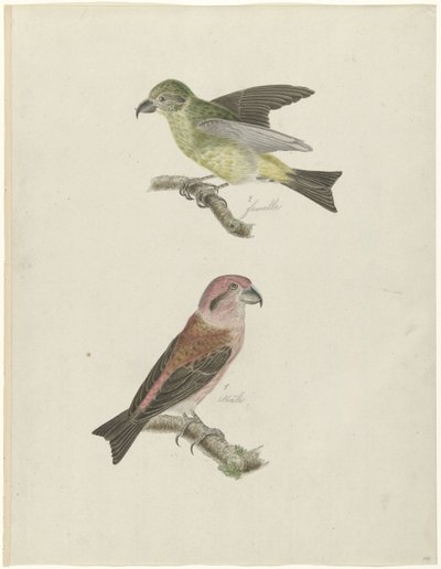 Due crocieri da Christiaan Sepp (possibly)